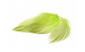 Bild på Mallard Selected Chartreuse