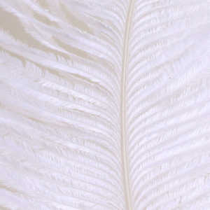 Bild på Ostrich Herl (Struts) White