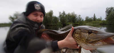 Predatorfiske i Kirunafjällen