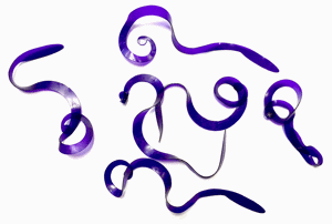 Bild på Kiley's Slow Rolla Tails Large (Purple)