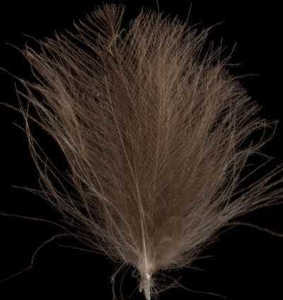 Bild på Swiss CDC Feathers Super Select Dark Brown