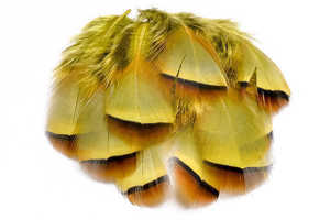 Bild på French Partridge (Fransk rapphöna) Golden Yellow