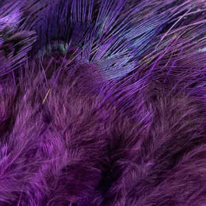 Bild på Ringfasan Rumphackel Purple