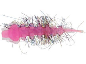 Bild på Westin Riffle Larva 3,5cm (5 pack) Pink (Garlic/Cheese)